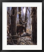 Framed Woodland Sentry