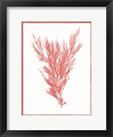 Sea Things II Framed Print