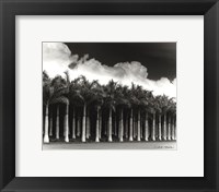 Framed White Palms, Costa Rica