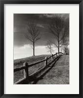 Framed Fences And Trees, Empire, Michigan