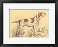Hunting Dogs-Griffon Framed Print