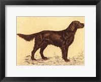 Hunting Dogs-Setter Framed Print