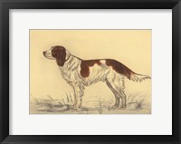 Hunting Dogs-Spaniel Framed Print