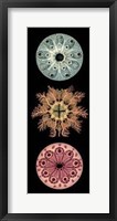 Framed Kaleidoscope Anemone I