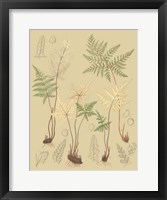 Nature's Lace II Framed Print