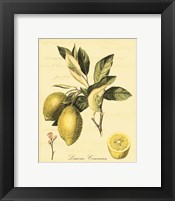 Framed 'Petite Tuscan Fruits II' border=