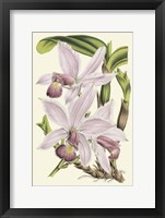 Framed Delicate Orchid I