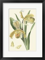 Framed Delicate Orchid IV