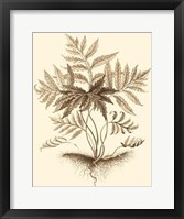 Framed Sepia Munting Foliage IV