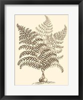 Framed Sepia Munting Foliage VI