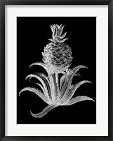 Pineapple Noir II Framed Print