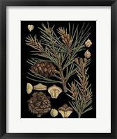 Framed Dramatic Conifers II