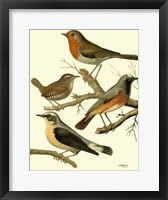 Framed Domestic Bird Family III