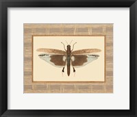 Delicate Dancer IV Framed Print