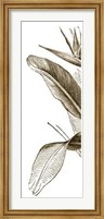 Framed Bird Of Paradise Triptych I