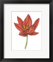 Framed Tulip Beauty IV