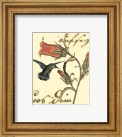 Framed 'Small Hummingbird Reverie III' border=