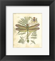 Mini Regal Dragonfly III Framed Print