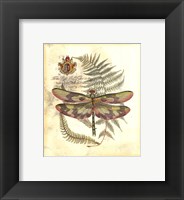 Mini Regal Dragonfly IV Framed Print