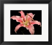 Framed Dream Lilies I