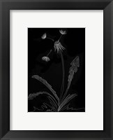 Framed Dandelion Garden I