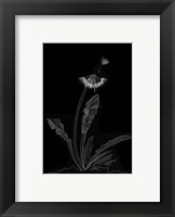 Dandelion Garden II Framed Print