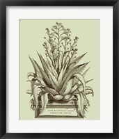 Framed Vintage Aloe IV