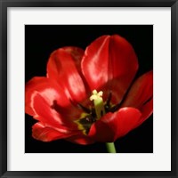 Framed Shimmering Tulips IV