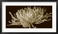 Framed Mammoth Mums II