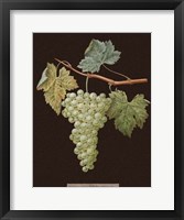 White Grapes Framed Print