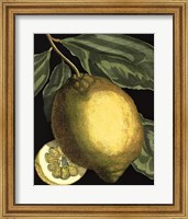 Framed Fragrant Citrus II