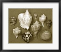 Framed Shell Collector Series I