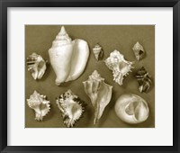 Framed Shell Collector Series II