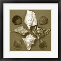 Framed Shell Collector Series III