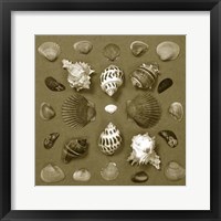 Framed Shell Collector Series VI