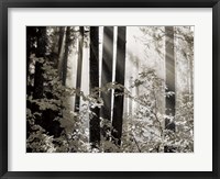 Framed Misty Forest