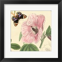 Hibiscus Framed Print