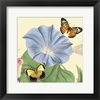 Morning Glory Framed Print