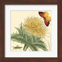 Framed Star Thistle