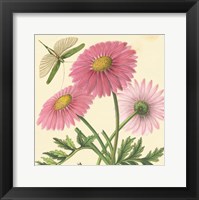 Pink Gerber Framed Print