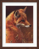 Framed Curious Red Fox