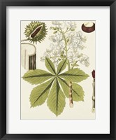 Framed Horse Chestnut