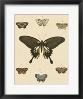 Framed Heirloom Butterflies I