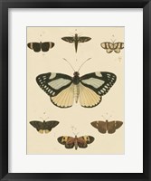 Heirloom Butterflies II Framed Print