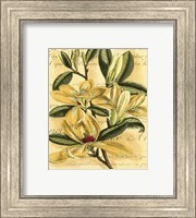 Framed French Magnolia