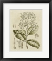 Framed Tinted Botanical III