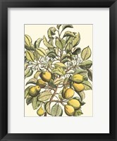 Framed Pear Tree Branch