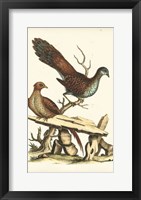 Framed Regal Pheasants I