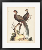 Framed Regal Pheasants II