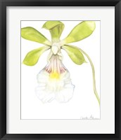 Framed Orchid Beauty I